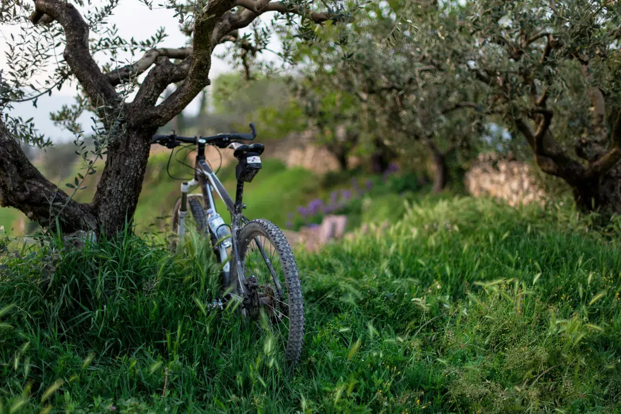 Mountain bike with knobbly tyres and front suspension leaning on an olive tree in long grass